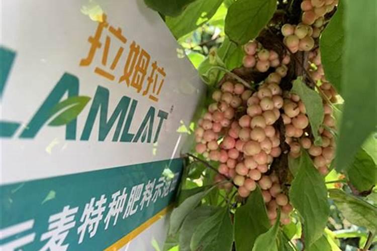 桂花树掉叶子怎么补救