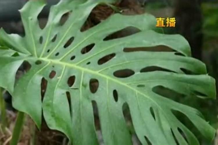 龟背竹施肥方法,用什么肥好