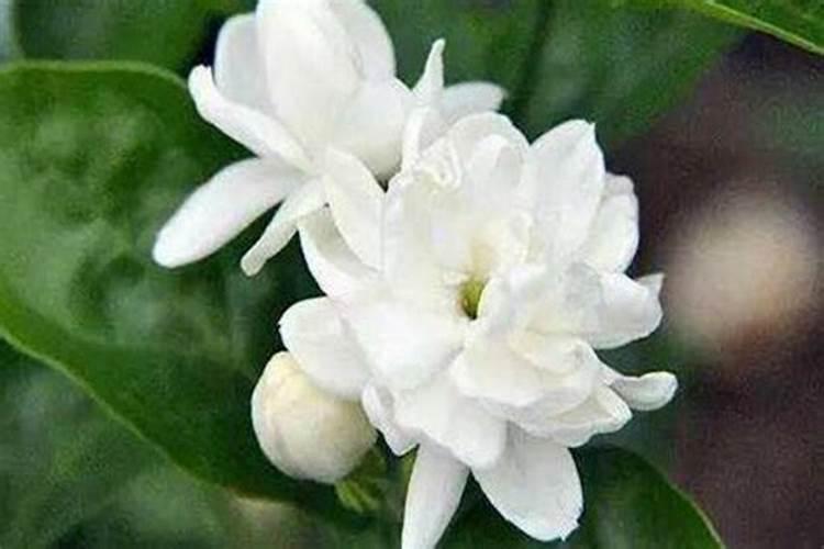 茉莉花的施肥方法