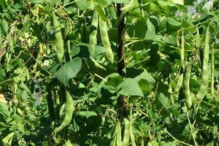 芸豆开花后冲什么肥料