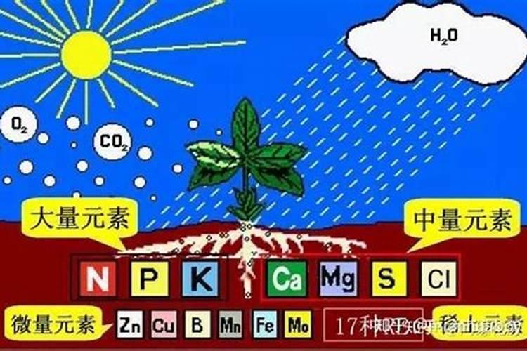 土豆二次追肥用什么肥料 怎么施肥效果好