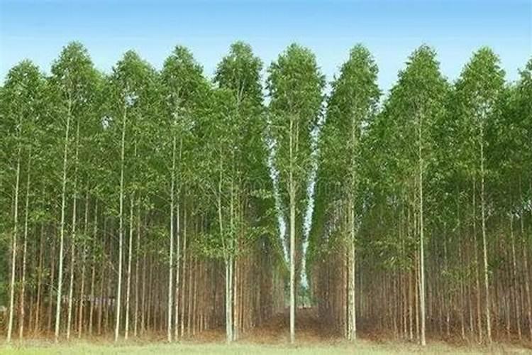刚种下去的桉树在几月份生长最快