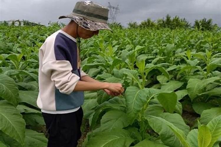 一亩烤烟用多少钾肥 什么时候施钾肥好