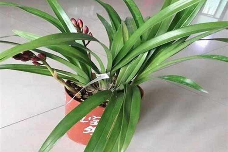 苦瓜施什么肥才挂果多 如何施肥最好