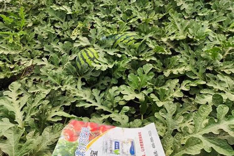 磷酸二氢钾几天喷一次花叶