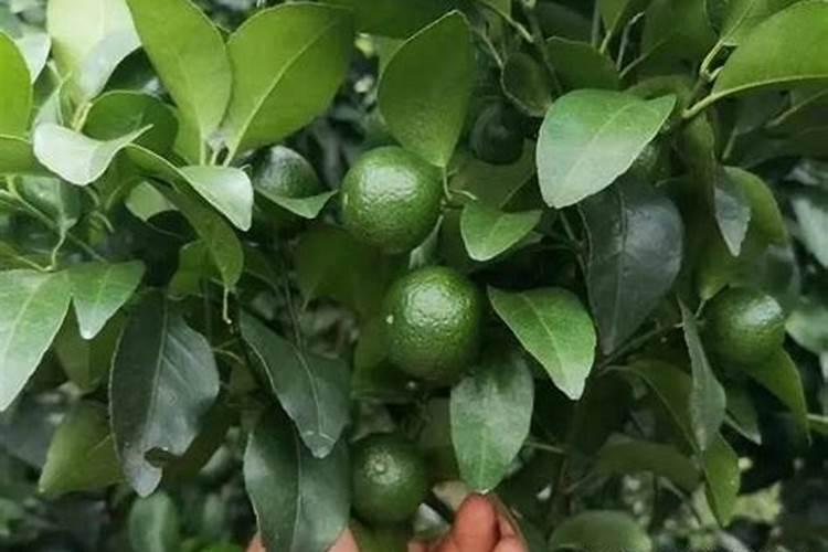 青储玉米需要什么肥料