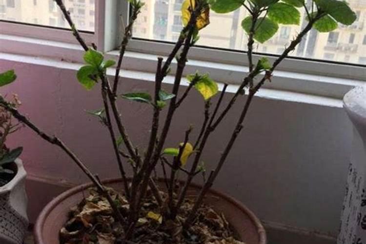 青贮玉米合理种植方法