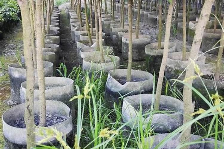 荔枝龙眼促花用什么叶面肥好？也有用磷酸二氢钾喷的