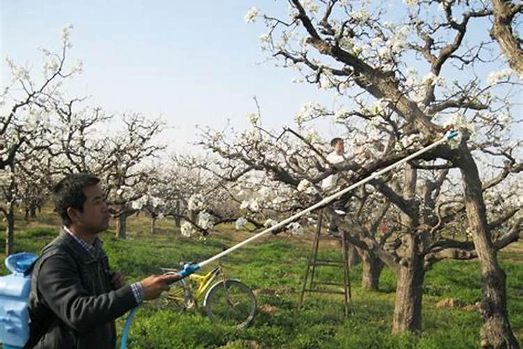 柑橘座果期冲施什么肥料好？柑橘保花保果叶面喷什么好？