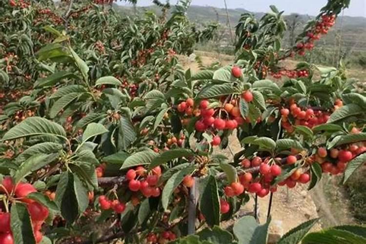 秋季大樱桃树盛果期施肥的方法