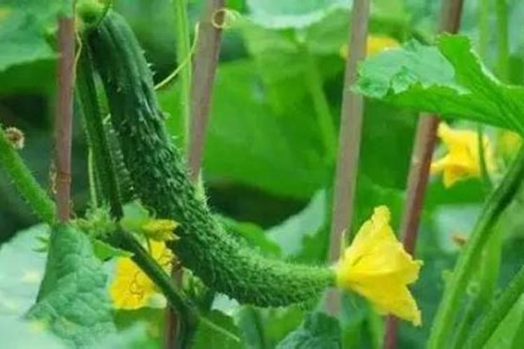 黄瓜追肥用什么肥料好