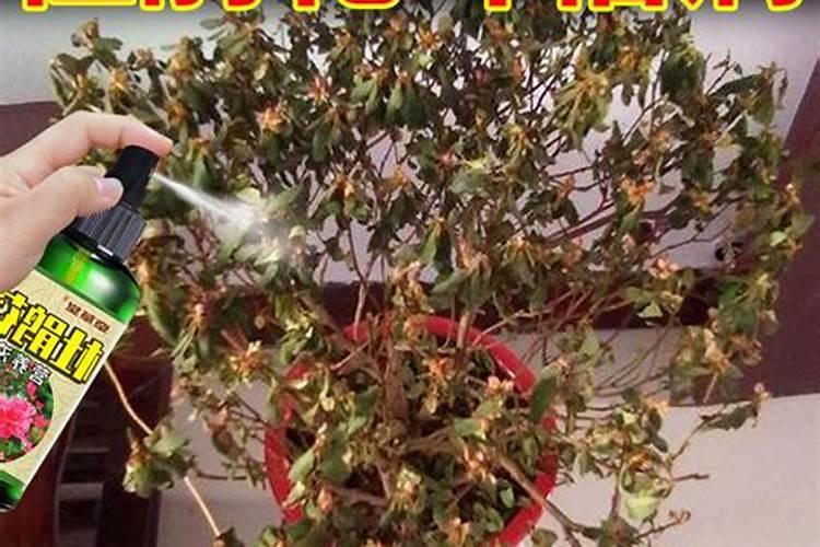 一品红不红怎么回事