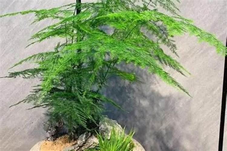 什么果树苗最好？