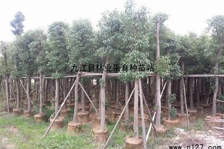 丽江的特产具体有哪些？主要分布在哪里？