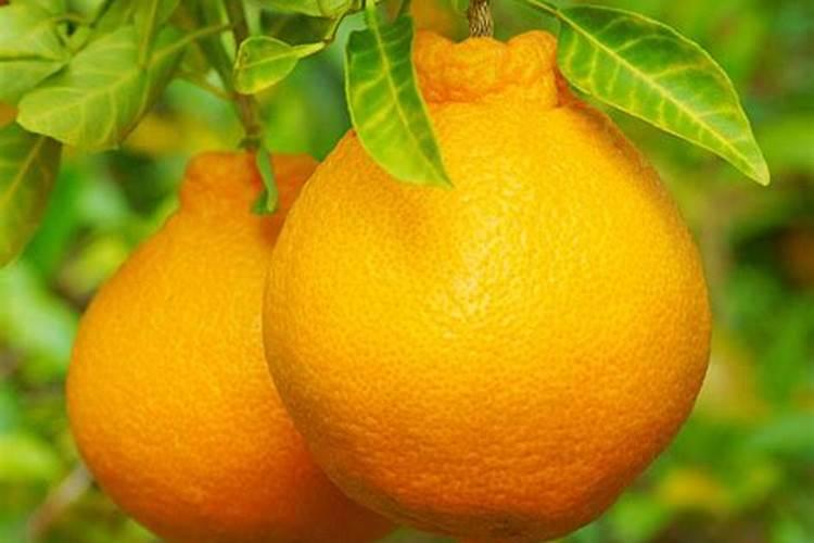 那些蔬菜可用菜油枯和尿素追苗肥呢？