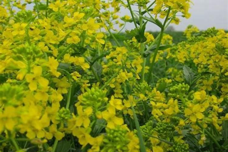 油菜施肥时间及方法？