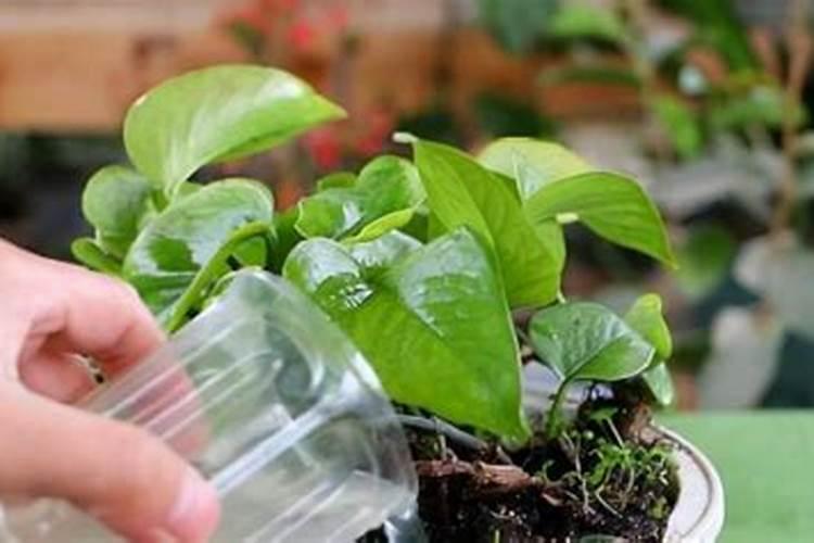 关于油枯的使用方法？还有磷酸二氢钾的使用？