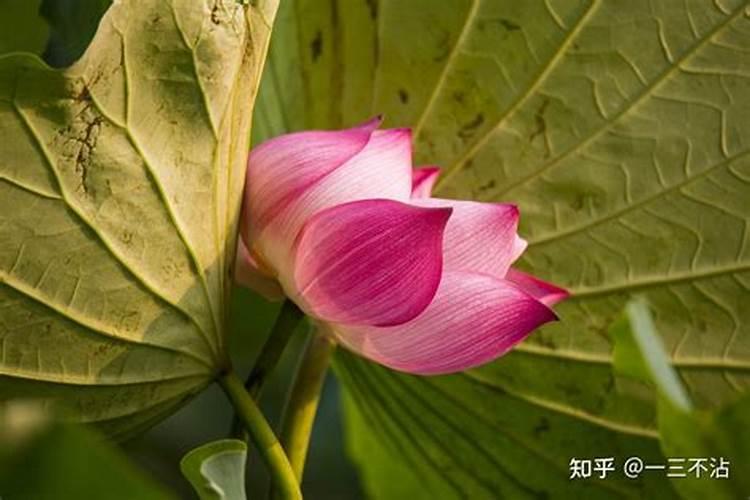 碗莲长几片叶子后开花