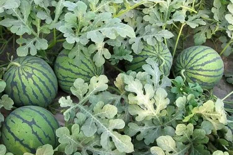 西瓜定植浇什么肥料水