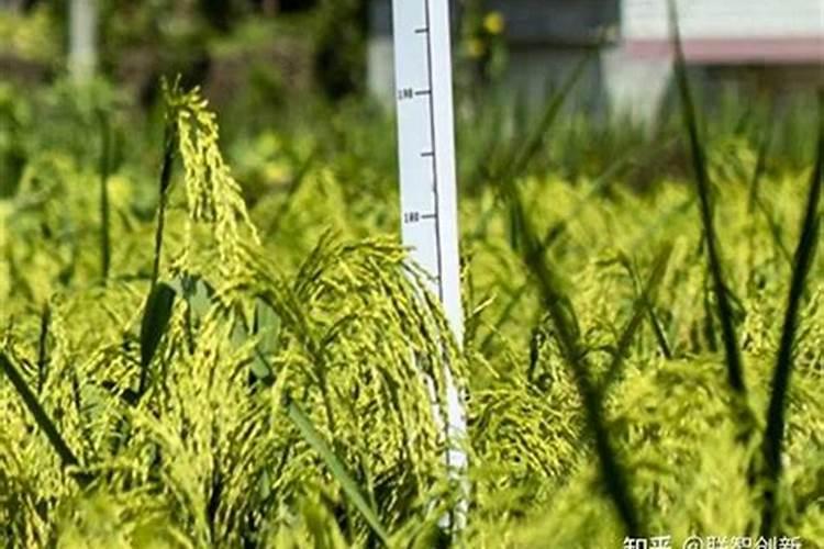 什么元素对水稻有特殊作用