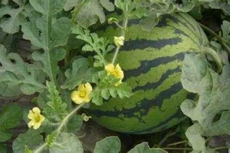 云南种植花生能高产吗