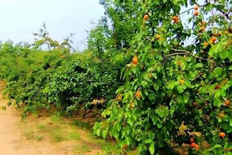 杏树什么时候浇水施肥 方法是什么