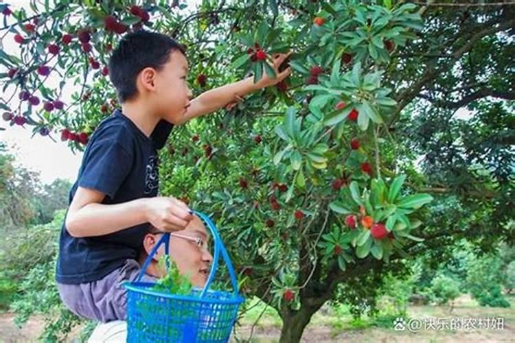西红柿用什么叶面肥比较好