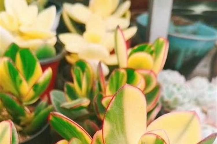 樱花怎么施肥 樱花如何施肥