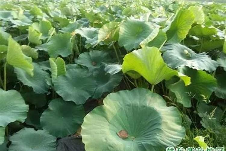 复合肥,氮肥,磷肥,钾肥有什么区别？