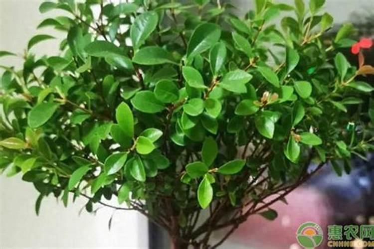 木槿花需要什么肥料