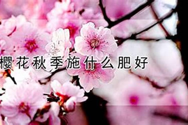 樱花要怎么施肥？