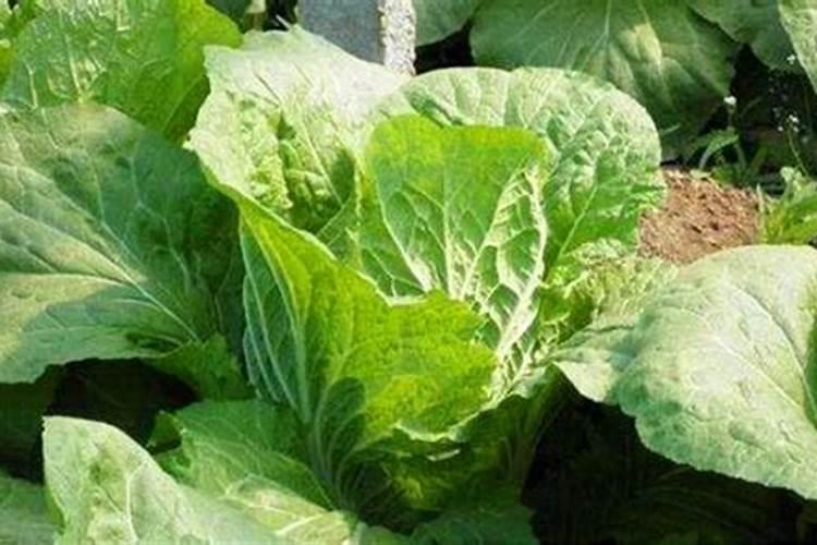 1两白醋加多少水喷施大白菜？