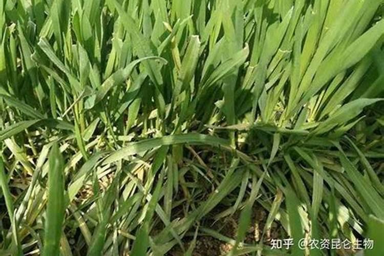 西瓜用什么肥料最好？