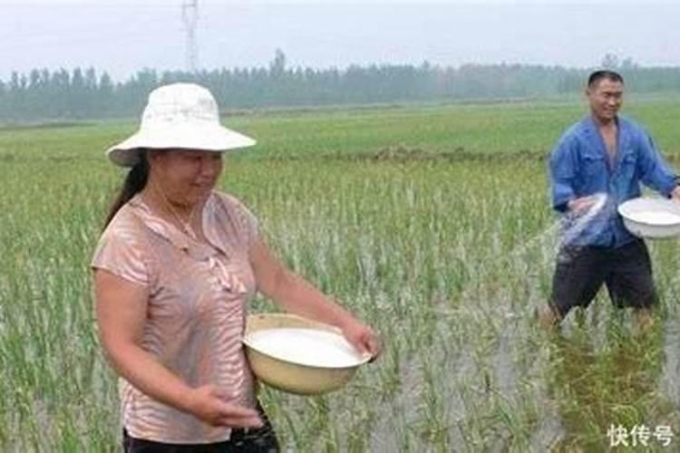 氮肥在水稻有什么作用