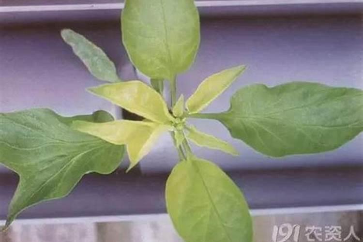 辣椒叶出现黄花花或暗绿色是怎么回事？谢谢