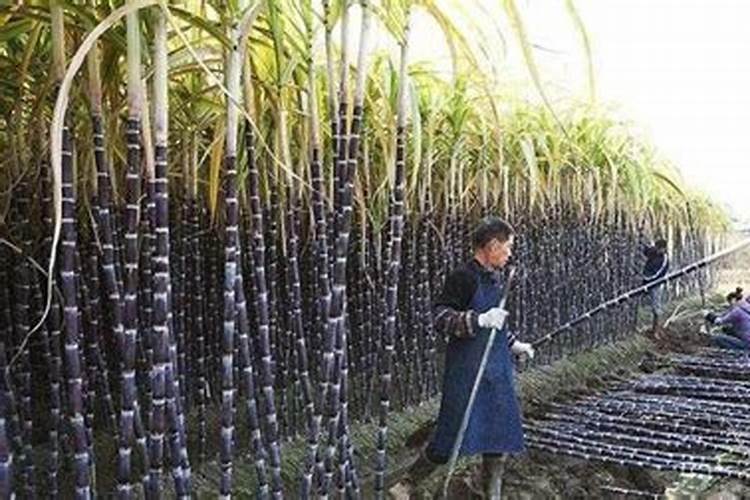 种甘蔗用什么肥料最好