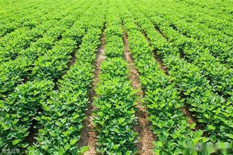樱桃小番茄施肥要合理,樱桃小番茄怎么施肥？