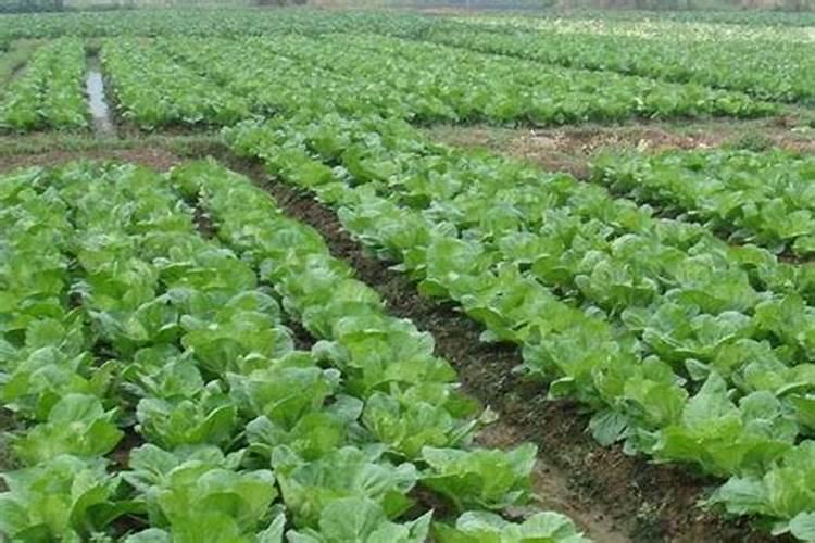多肽双铵肥料有哪些