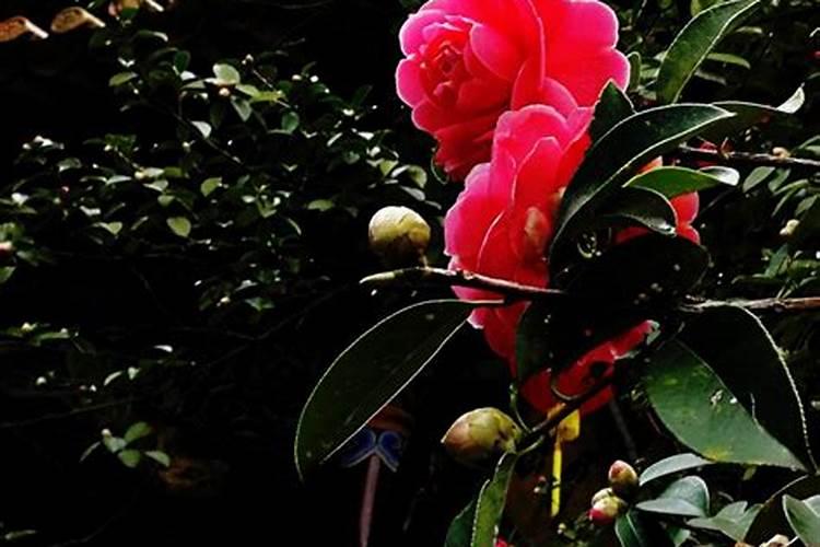 茶花的移栽多久施肥