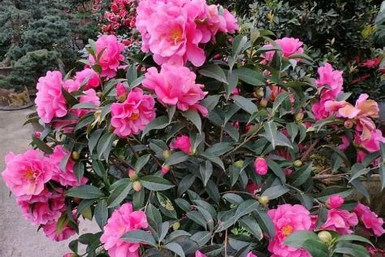 茶花移植以后多久施肥 茶花移栽后何时施肥最好