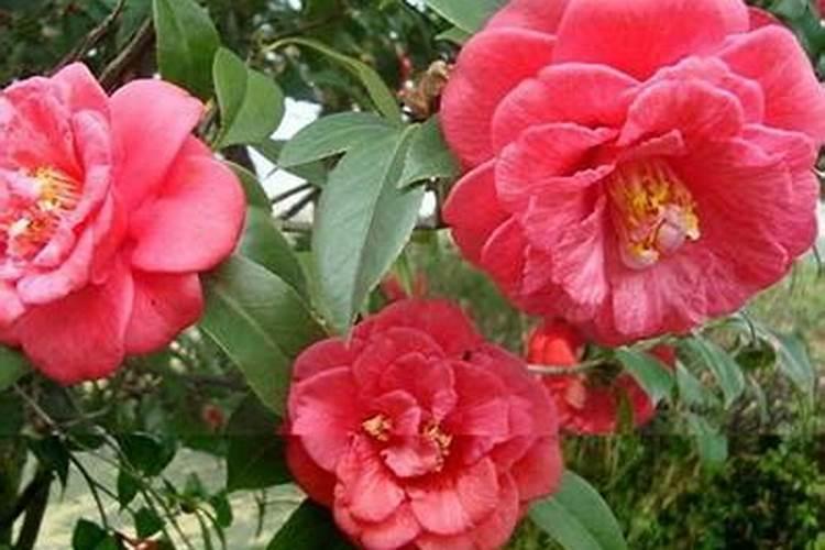 茶花移栽后多久上肥