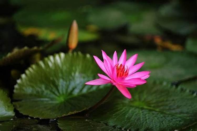 花店买来的睡莲如何养才开花