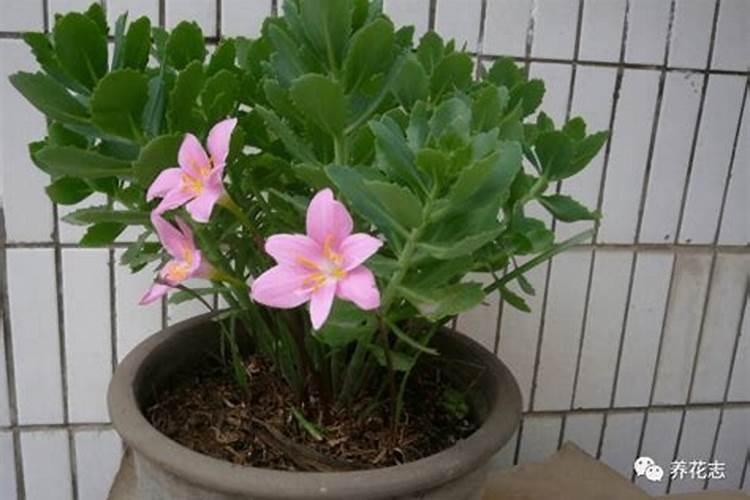 杜鹃花可以用什么肥 杜鹃花怎么施肥