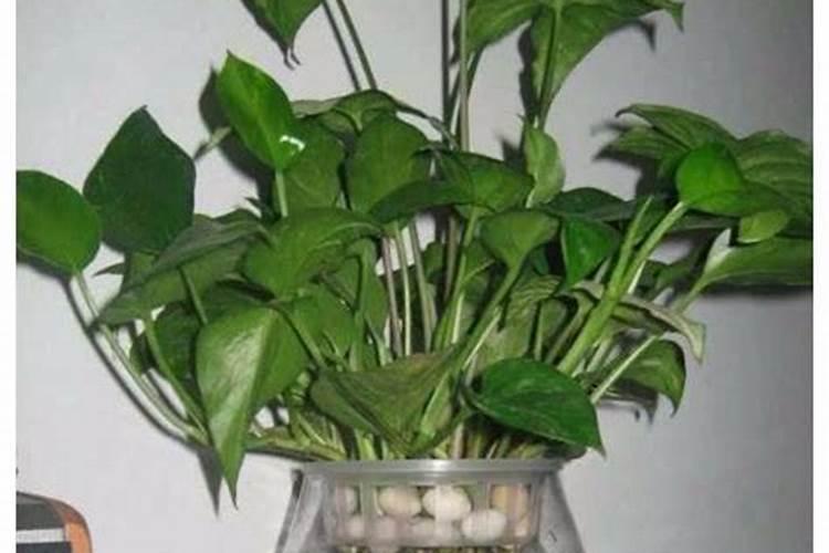 水梅花用什么肥料