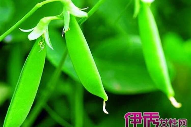 豌豆的种植技术