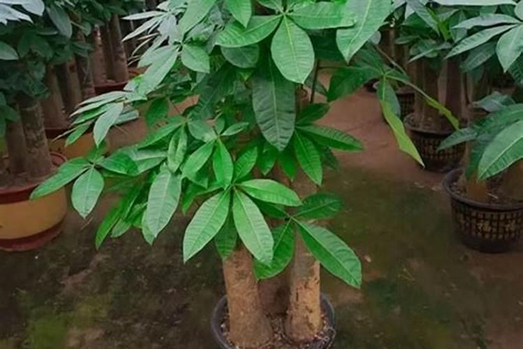 发财树怎么养护用什么肥生根 发财树如何养护用什么肥生根