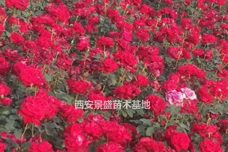 月季开花时能用尿素肥吗