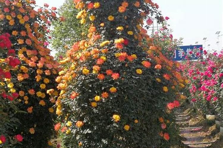 月季开花用什么肥