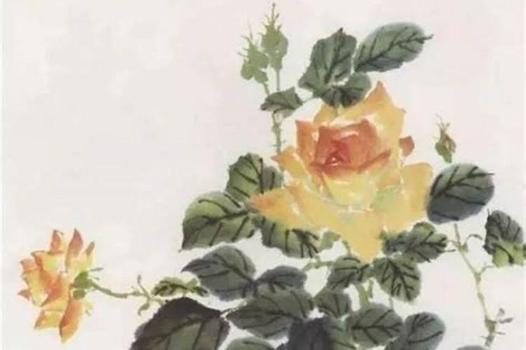 月季花可以用磷酸二氢钾肥吗(盆栽月季施什么肥最好)
