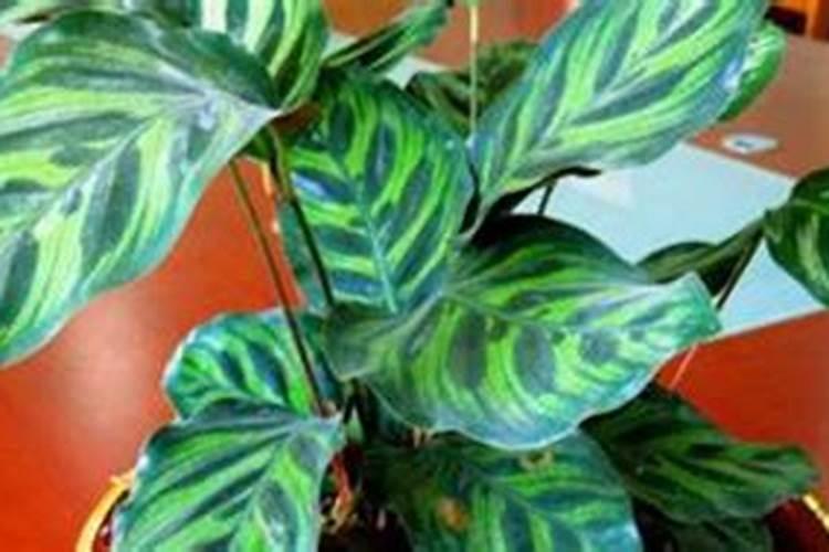 水稻种植尿素怎么使用 水稻种植尿素正确使用方法